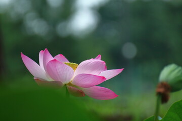 Obraz premium 古代ロマン大賀ハス