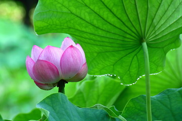 古代ロマン大賀ハス