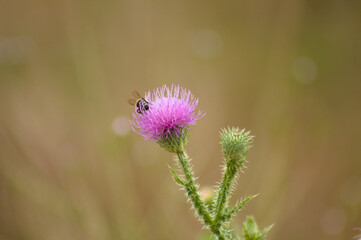 Closeup of bee pollinating spiny plumeless thistle flower with blurred background