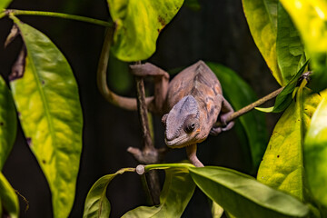 A chameleon with an attentive eye at the Berlin Zoo, Berlin, Germany
