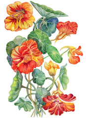 Detailed drawing of a Nasturtium flower. Watercolor botanical illustration. Vintage style