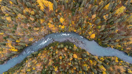 autumn leaves - Alaska