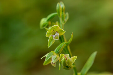 Spindly Helleborine (Epipactis exilis)