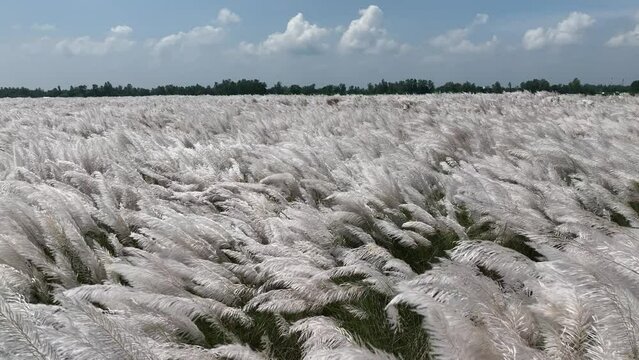 Wild Sugarcane or Saccharum Spontaneum in Daylight with Clouds, Also Known as Kans Grass or Kash Phool