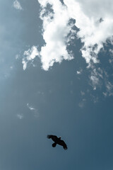 Crow in flight