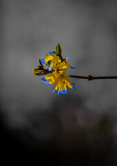 żółto-niebieskie kwiaty forsycji na szarym tle