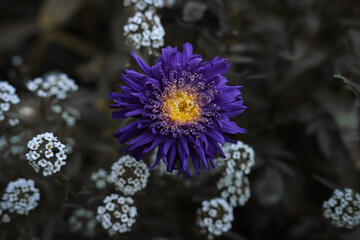 fioletowy aster, kwiat na czarnobiałym tle