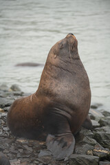 Fototapeta premium sea lion on the rock - Valdez (Alaska)