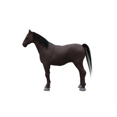 Black Horse isolated
