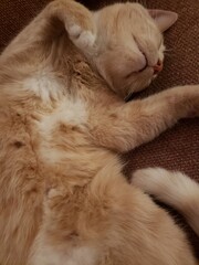 Cream Tabby Shorthair Cat resting on a Stickley Couch