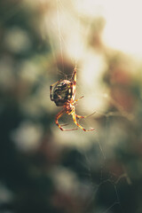 Spider