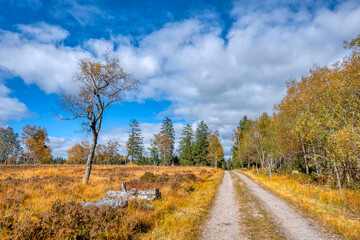 Fototapeta na wymiar Straight path in colorful autumn forest nature