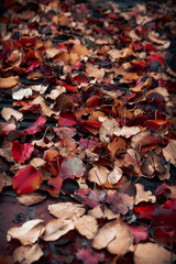 fallen leaves