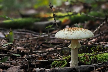 mushroom in the forest