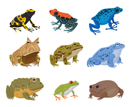 Cartoon frogs and toads, amphibian animals species. Tropical rain forest frogs, pond frog, red-eyed tree frog and blue poison dart frog flat vector illustration set. Toads and frogs collection