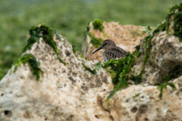 Dunlin (Calidris alpina) in natural habitat