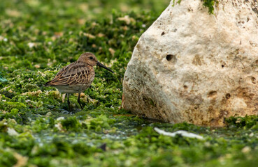 Dunlin (Calidris alpina) in natural habitat