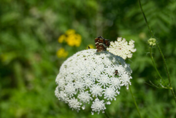 Map butterfly (Araschnia levana) with closed wings sitting on white flower in Zurich, Switzerland