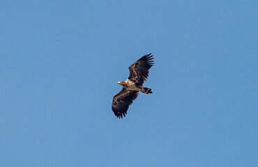 Young White-tailed Sea-eagle in the sky