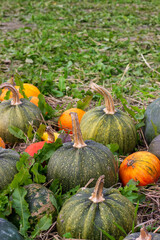 ripe pumpkins. autumn still life. autumn mood.