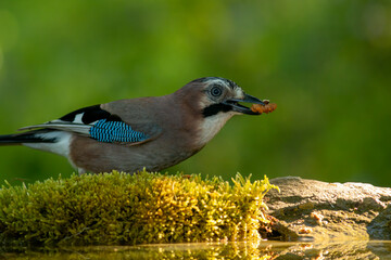 Forest bird Jay (Garrulus glandarius)