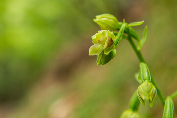 Spindly Helleborine (Epipactis exilis)