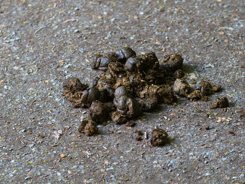 A pile of horse shit on the ground in nature