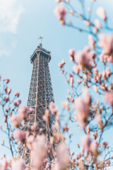 The Eiffel tower in between magnolia blossoms in spring, Paris, France