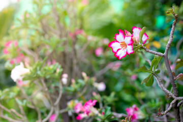 Obraz premium Close up of green leavesand flowers, natural background.