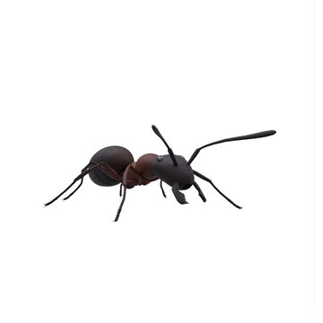 Hercules ant