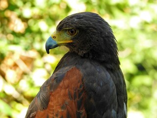 eagle bird of prey large size large wings feather gay feather mont black brown orange large curved beak black yellow brown eyes large wingspan strong legs claws carnivore scavenger