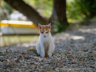 Selective focus photo of an adorable young domestic orange-white cat sitting outdoors on the ground	