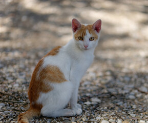 Close-up photo of an adorable young domestic orange-white cat sitting outdoors on the ground