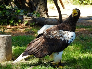 eagle bird of prey large size large wings feather gay feather mont black brown orange large curved beak black yellow brown eyes large wingspan strong legs claws carnivore scavenger