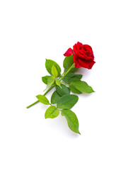 Beautiful single red rose flower on stem with leaves isolated on white background. Naturе object.