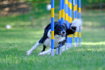 Dog agility in action. The dog is crossing the slalom sticks on synthetic grass track. The dog breed is the border collie.
