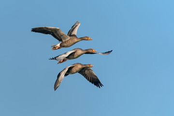 Three Greylag Goose (Anser anser)  in flight. Gelderland in the Netherlands. Isolated on a blue sky background.                                                           