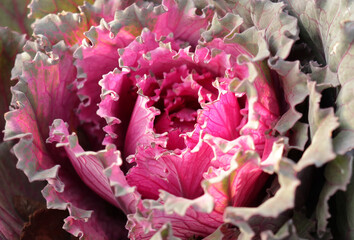 Closeup decorative cabbage in a garden as floriculture collection