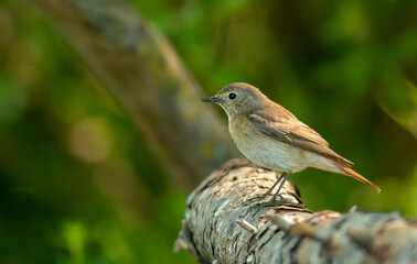 Female Black Redstart on forest pond