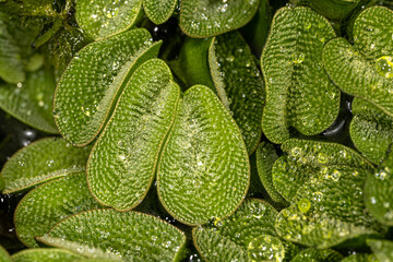 Leaves of Giant Salvinia (Salvinia biloba)
