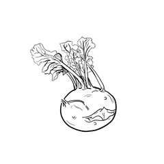Kalarepa - ilustracja wektorowa © KR Studio