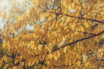 Tree branches in the city park at autumn day.