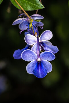 Flowers of the Blue Butterfly Bush (Rotheca myricoides)