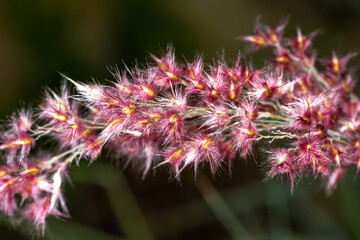 Flowers of a Grass (Rhynchelytrum setifolium)