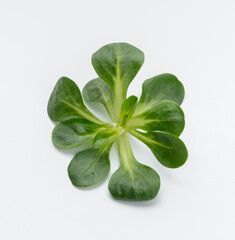 Corn Salad Leaves isolated on white background.