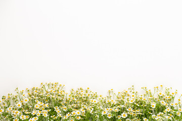 Chamomile flowers floral framee. Flat lay, top view.