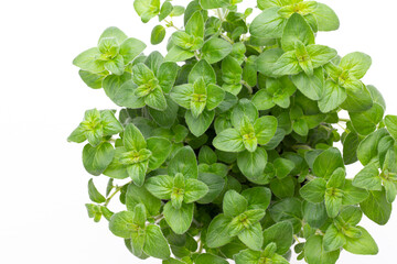 Fresh green spices isolated on white background, top view.