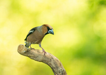 Hawfinch bird on forest water pond