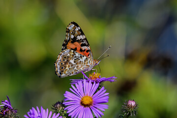Painted lady butterfly feeding on New England Aster flower. It is in the Cynthia group of colorful butterflies and comprises a subgenus of the genus Vanessa in the family Nymphalidae.
