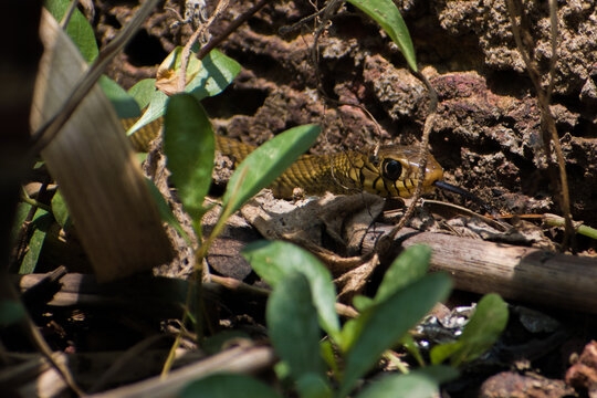 Ptyas mucosa, commonly known as the oriental ratsnake, Indian rat snake